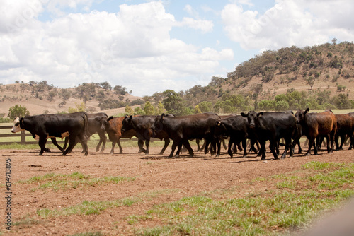 Australian Cattle  © Richard