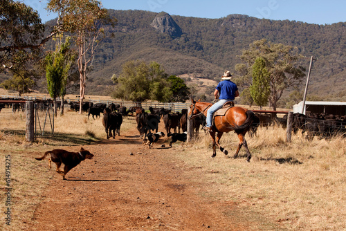 Australian Cattle 