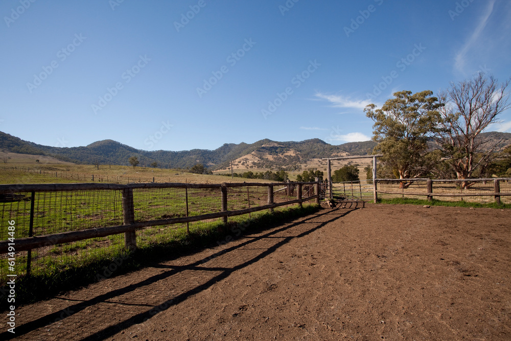 Fototapeta premium Australian Cattle 