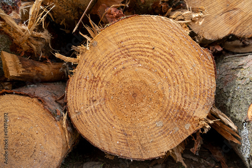 close-up freshly cut wood texture