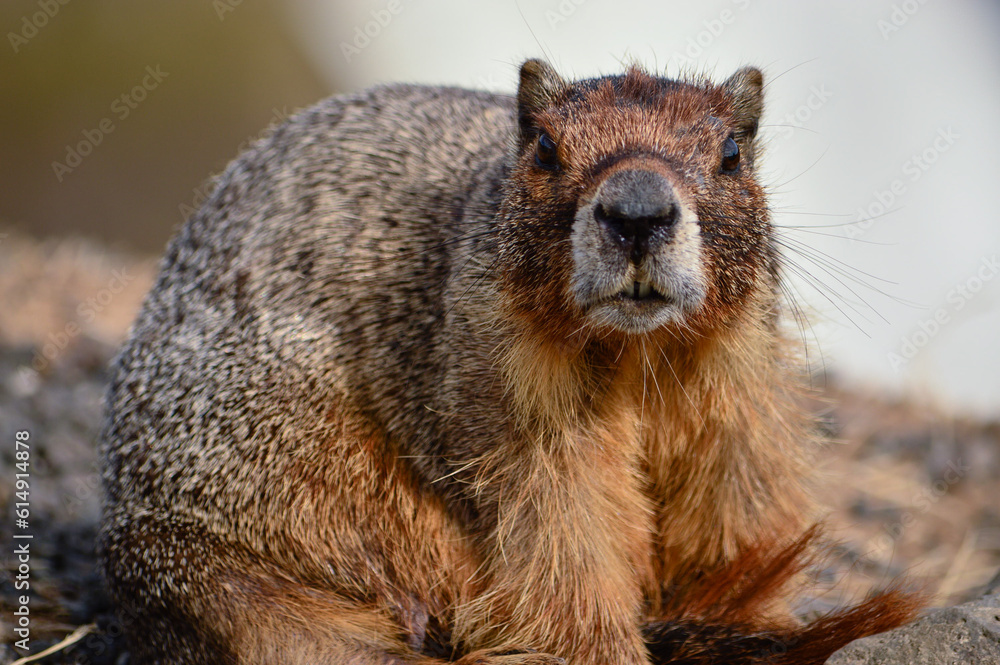 Naklejka premium Marmot Close Up