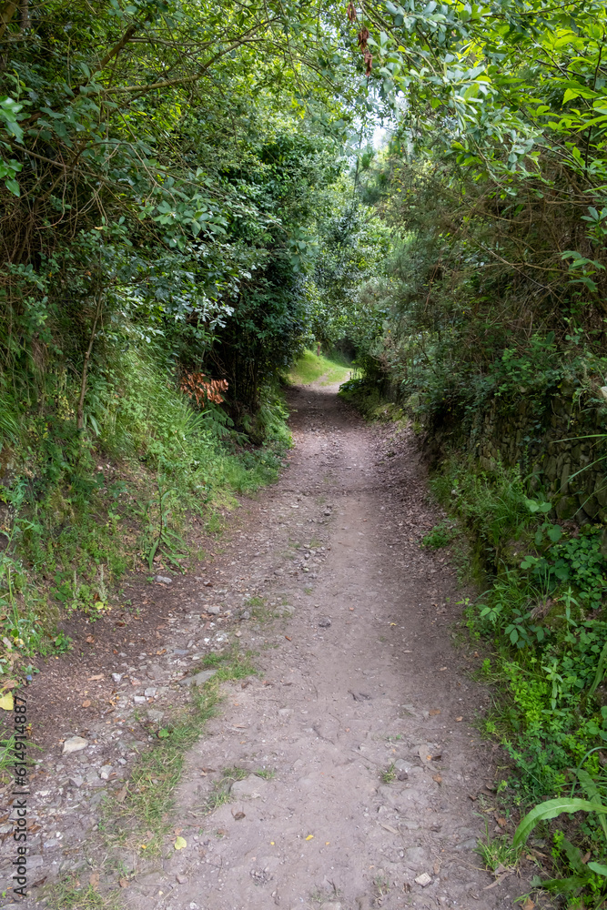 Forest trail scene. Forest path on the Camino de Santiago Forest trail scene. Forest path on the Camino de Santiago