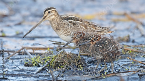 Common snipe adult bird with chicks 