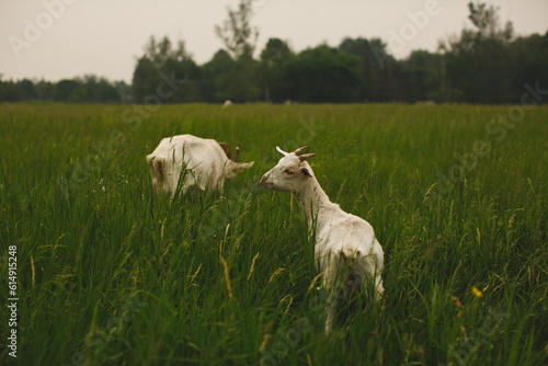 Saanan dairy goats on a small farm in Ontario, Canada.
