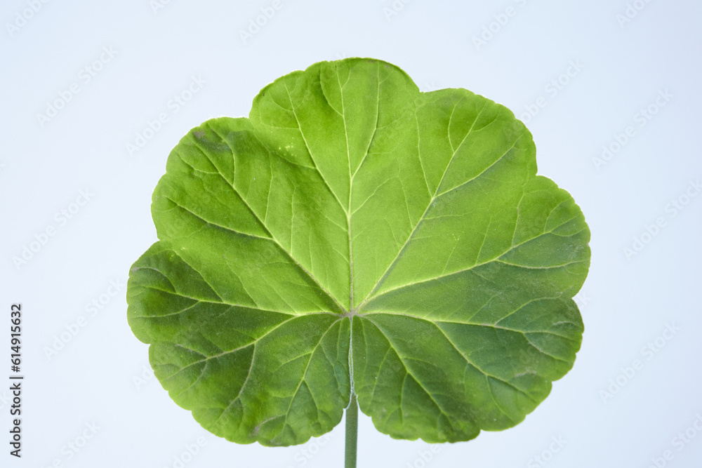 A front view of a geranium leaf A front view of a geranium leaf