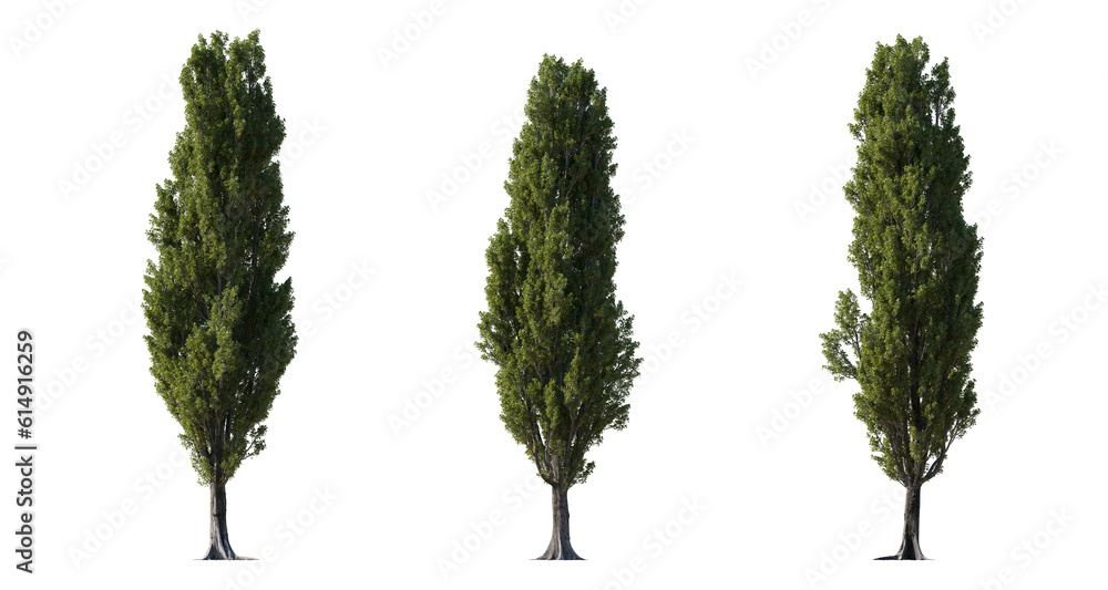 Set of large Poplar trees isolated png in  sunny daylight on a transparent background perfectly cutout - obrazy, fototapety, plakaty 