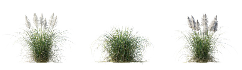 Cortaderia selloana Pumila grass or dwarf pampas grass isolated png on a transparent background premium cutout high resolution