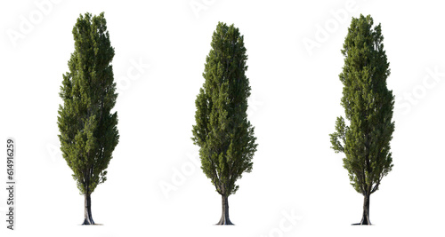 Fotografiet Set of large Poplar trees isolated png in  sunny daylight on a transparent backg