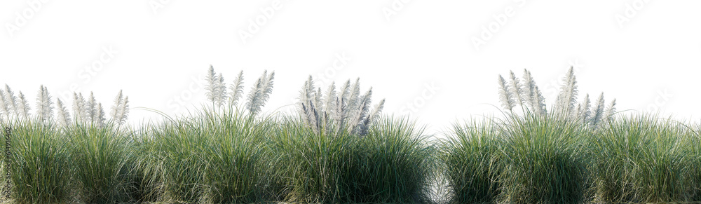 Field of Cortaderia selloana Pumila grass or dwarf pampas grass isolated png on a transparent background premium cutout high resolution for design framing Field of Cortaderia selloana Pumila grass or dwarf pampas grass isolated png on a transparent background premium cutout high resolution for design framing