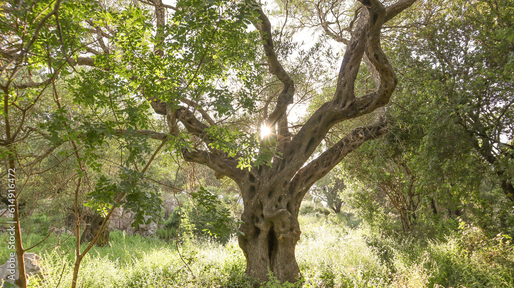Spooky Olive Tree with Sunbursts in its Branches Spooky Olive Tree with Sunbursts in its Branches
