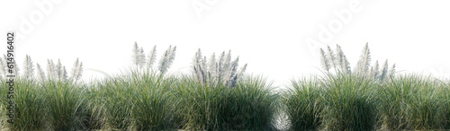 Field of Cortaderia selloana Pumila grass or dwarf pampas grass isolated png on a transparent background perfectly cutout high resolution for design framing 