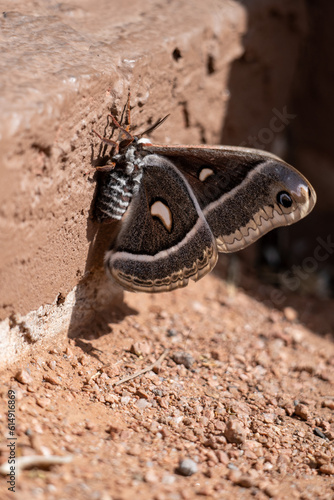 Macro Photo of a Large Moth in the Desert
