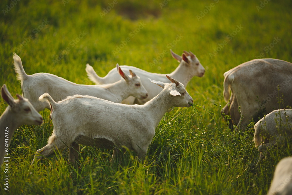 Saanan dairy goats on a small farm in Ontario, Canada. Saanan dairy goats on a small farm in Ontario, Canada.