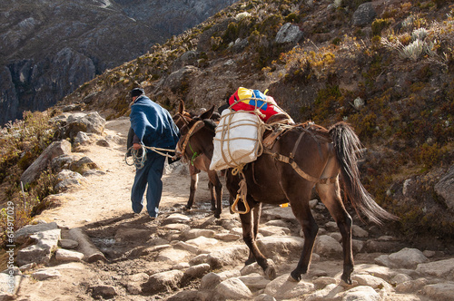 Mules in the Venezuelan Andes. Traveling through Merida, Mukumbari Cable Car. Loma Redonda Station
