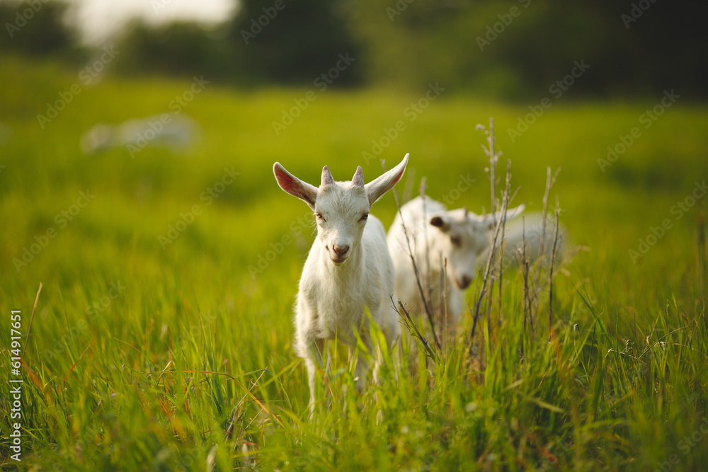 Obraz premium Saanan dairy goats on a small farm in Ontario, Canada.
