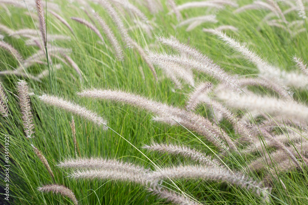 Fountain grass or pennisetum alopecuroides Fountain grass or pennisetum alopecuroides