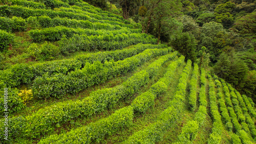Vibrant green tea shrubs lined up in perfect rows on a steep terrain in tropics