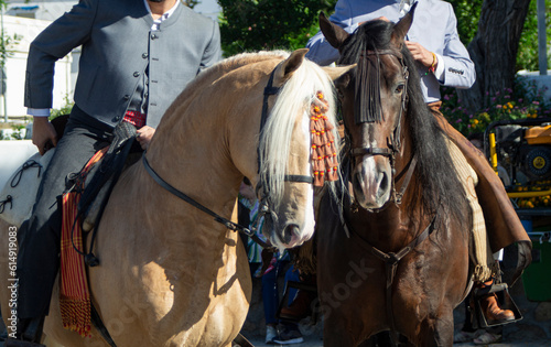 Horse with errajes in fair of Andalusia.