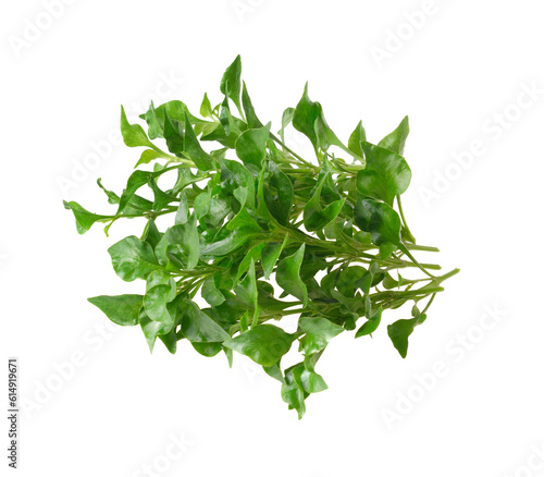 Fresh watercress isolated on transparent png