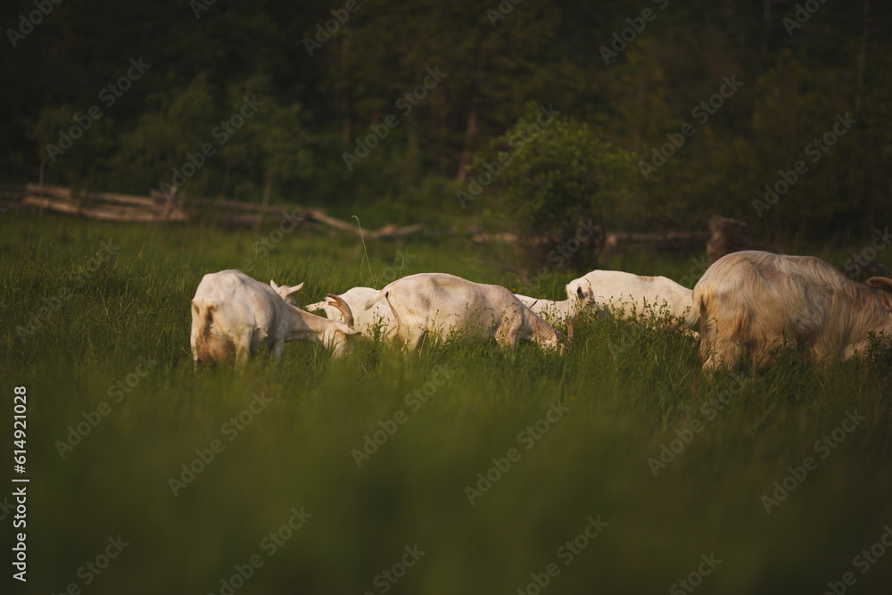 Fototapeta premium Saanan dairy goats on a small farm in Ontario, Canada.
