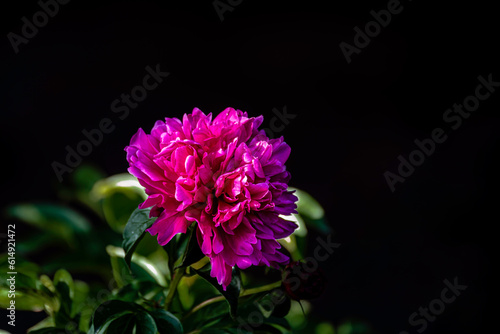 Peonies blooming in June