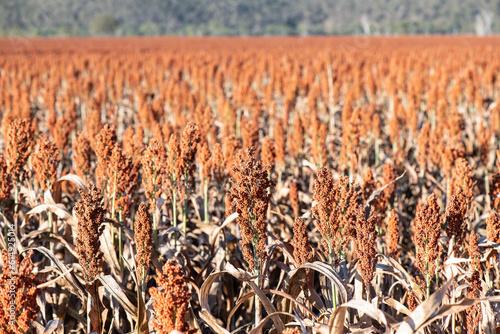 Bild auf Leinwand Field of sorghum ready for harvest, grain extending into the distance, in bright