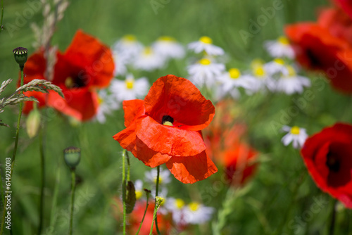 Red poppies field in Germany. Papaver somniferum flowers and seed head. Poppy sleeping pills, opium. photo