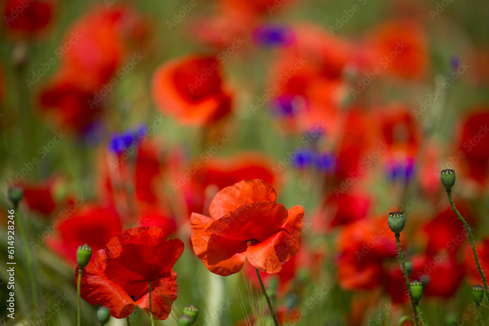 Red poppies field in Germany. Papaver somniferum flowers and seed head. Poppy sleeping pills, opium. Red poppies field in Germany. Papaver somniferum flowers and seed head. Poppy sleeping pills, opium.