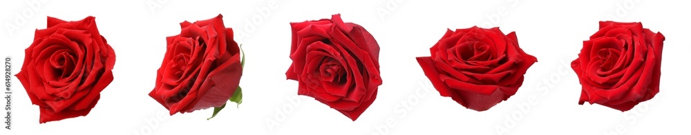 Set with red rose buds isolated on white Set with red rose buds isolated on white