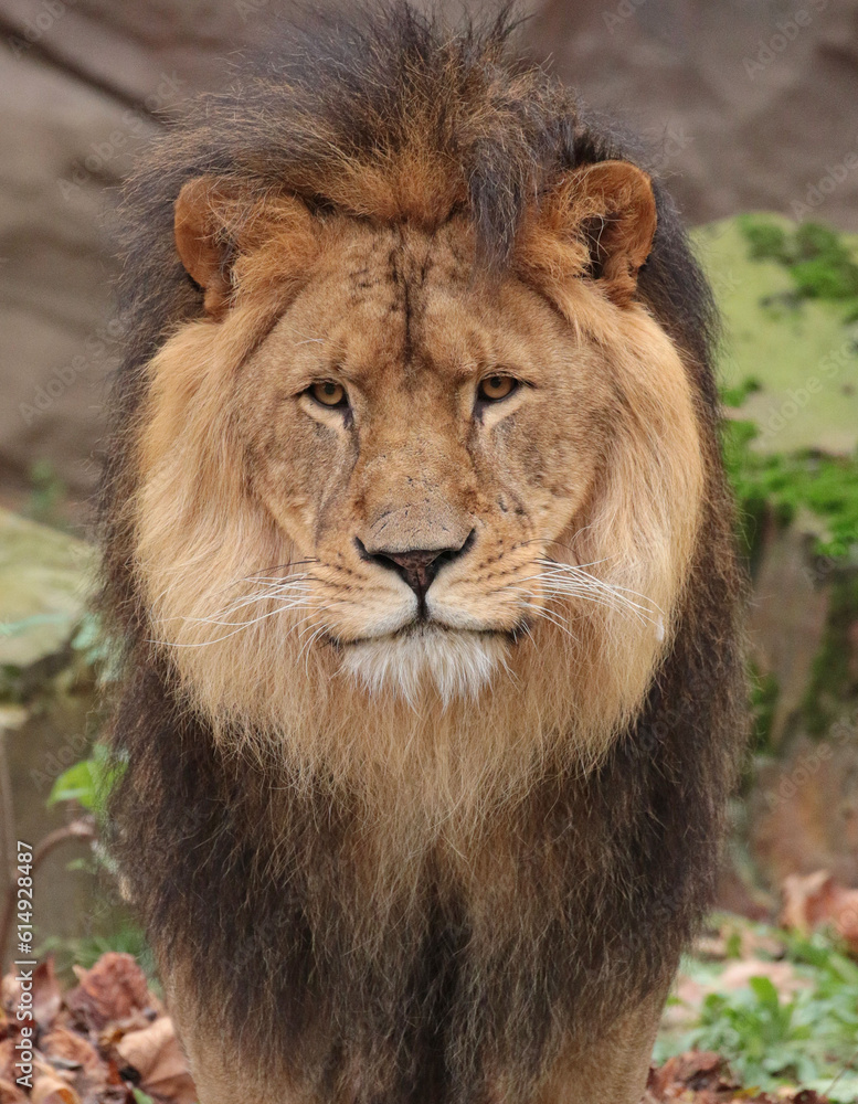 Fototapeta premium Meet the animal world – stunning photos of furry, feathery, and scaly friends you’ll love.