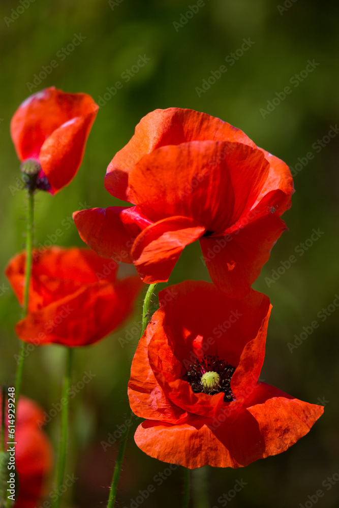 Naklejka premium Red poppies field in Germany. Papaver somniferum flowers and seed head. Poppy sleeping pills, opium.