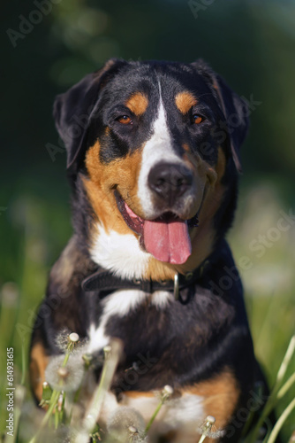 The portrait of a happy Greater Swiss Mountain dog with a black leather collar posing outdoors sitting on a green grass with white dandelions in spring