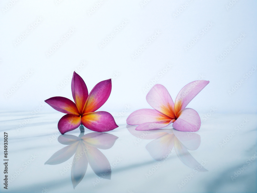 Flowers on white background for advertising, banner or beauty products