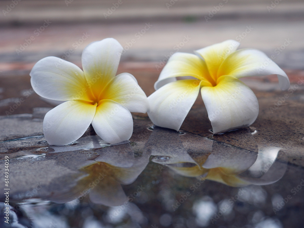 Tropical flowers with reflection in water