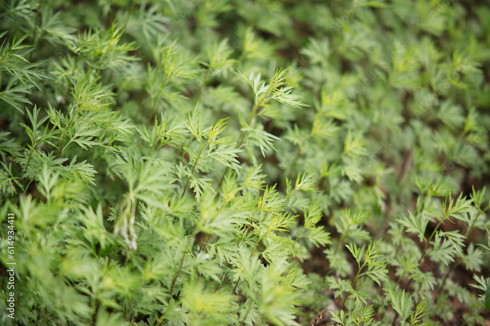 Natural growth of small leaved mugwort Natural growth of small leaved mugwort