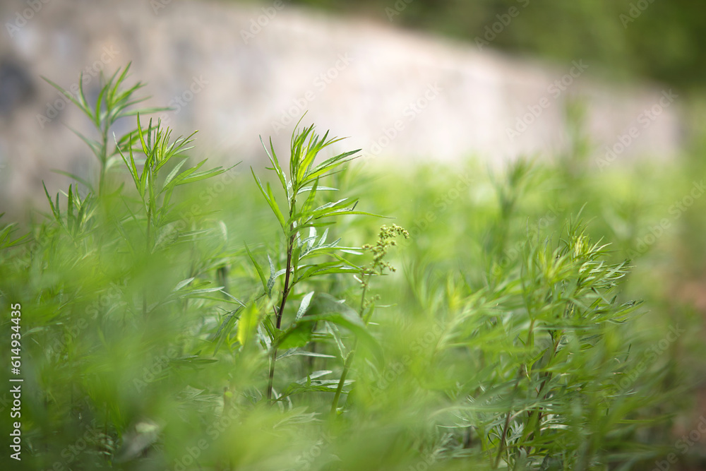 Natural growth of small leaved mugwort Natural growth of small leaved mugwort