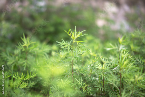 A thriving small leaved mugwort