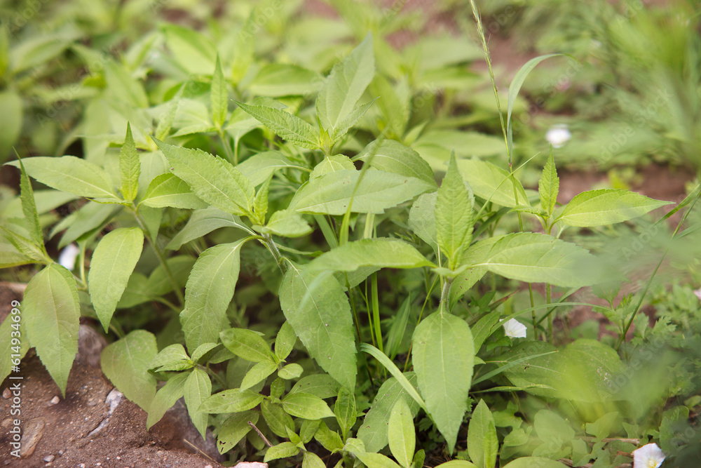 Wild Guizi ginger grows vigorously Wild Guizi ginger grows vigorously