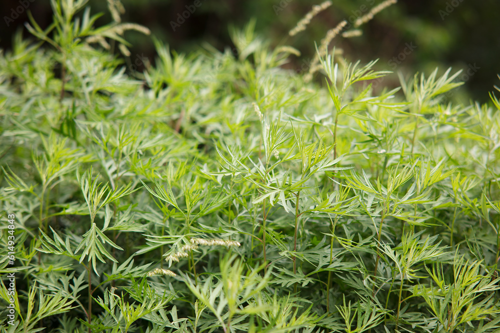 Natural growth of small leaved mugwort Natural growth of small leaved mugwort