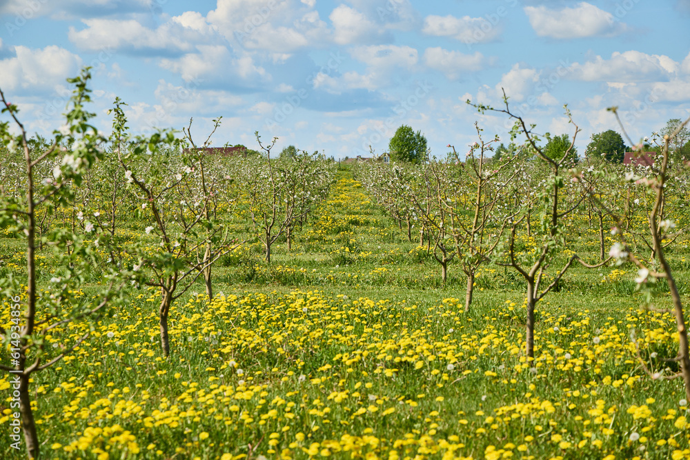 Naklejka premium Large beautiful green apple orchard in summer