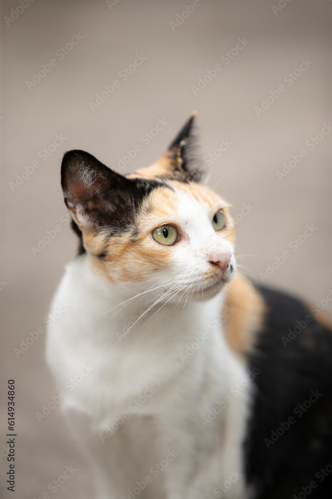 Portrait of a cat with orange eyes on a gray background.
