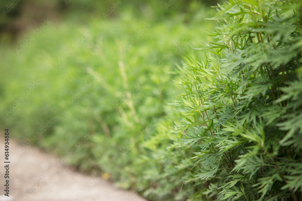 Natural growth of small leaved mugwort Natural growth of small leaved mugwort