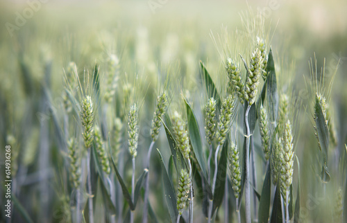 Full wheat ears during the season of small fullness