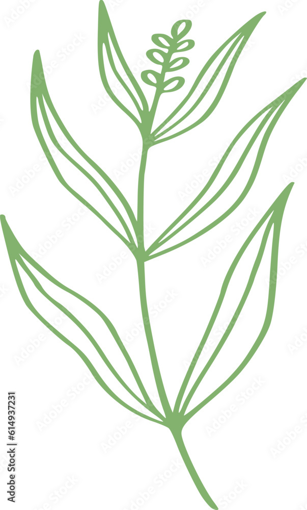 botanical line art botanical line art