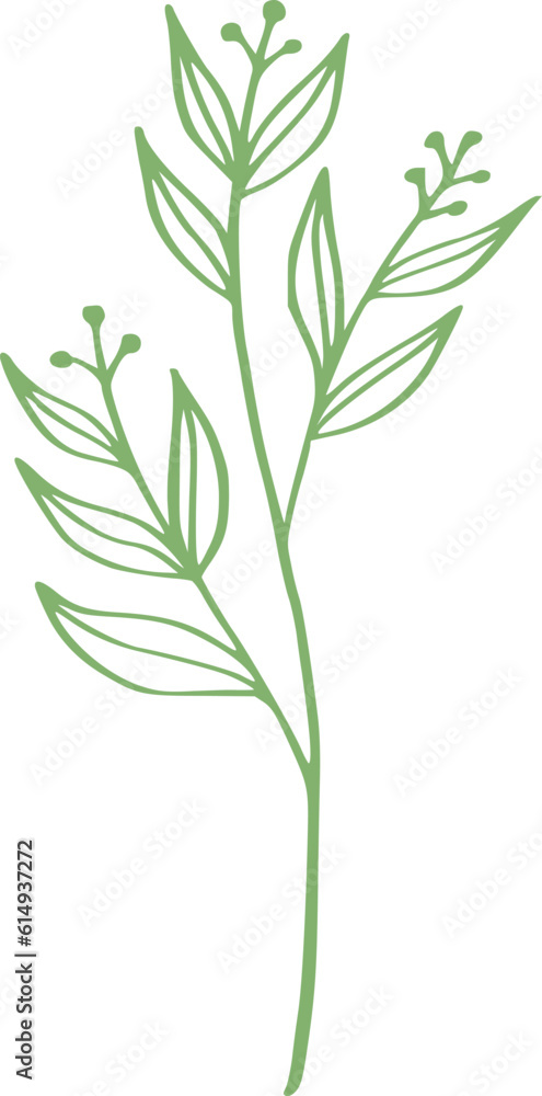 Fototapeta premium botanical line art