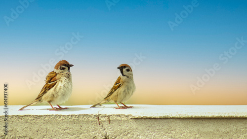 Sparrow perched on the wall. Sparrow bird wildlife. Copy text area. Male, female songbirds