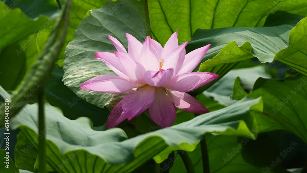 Beautiful lotus sway in wind, pink flower with green leaves, close up view, 4k slow motion footage, zoom in effect. Beautiful lotus sway in wind, pink flower with green leaves, close up view, 4k slow motion footage, zoom in effect.