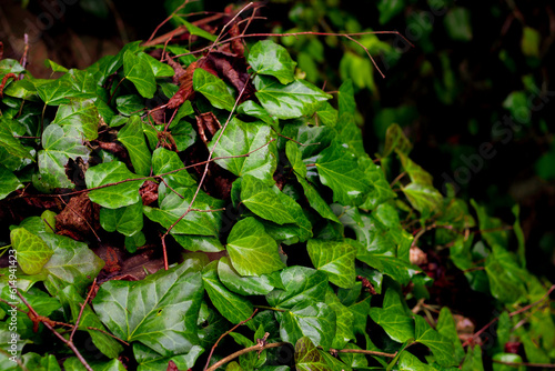 Drenched ivy leaves in the woods glisten after the rain.Suitable for backgrounds photo
