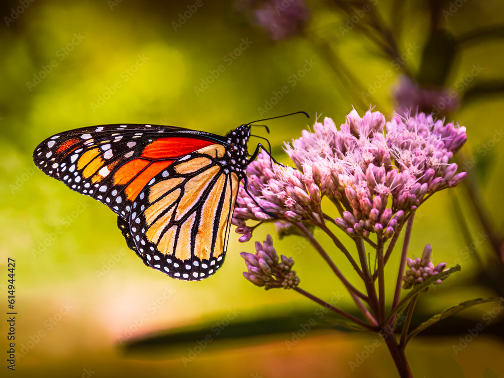 Obraz premium Monarch butterfly feeding on milkweed
