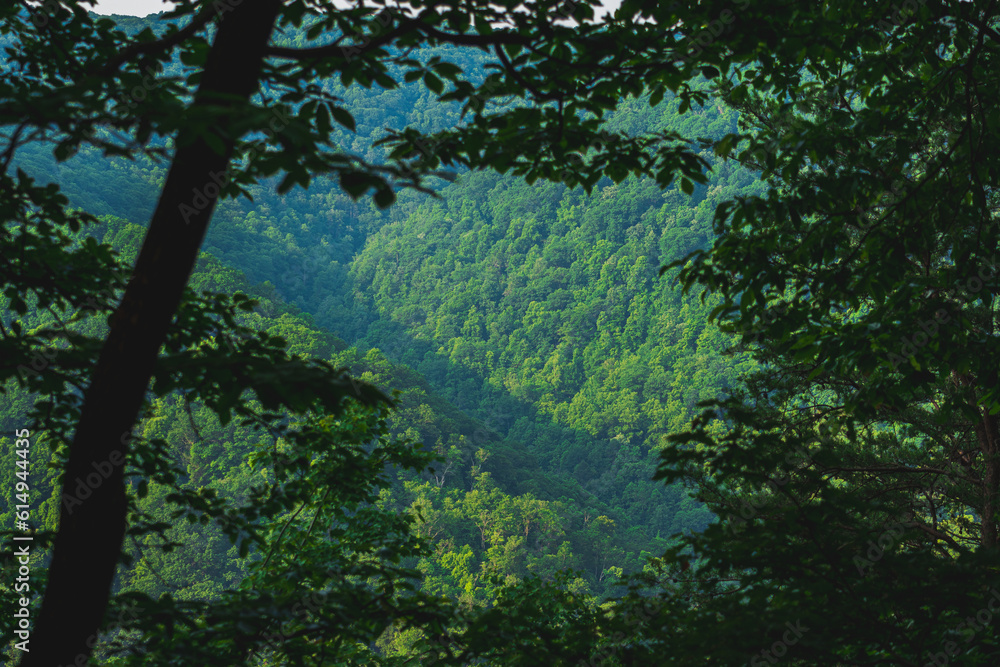 Fototapeta premium New River Gorge West Virginia!